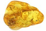 Three Fossil Ants (Formicidae) In Baltic Amber #93847-1